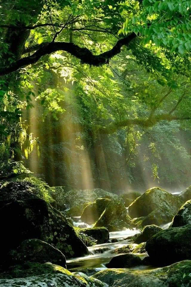 Sunlight filters through the canopy of a lush green forest